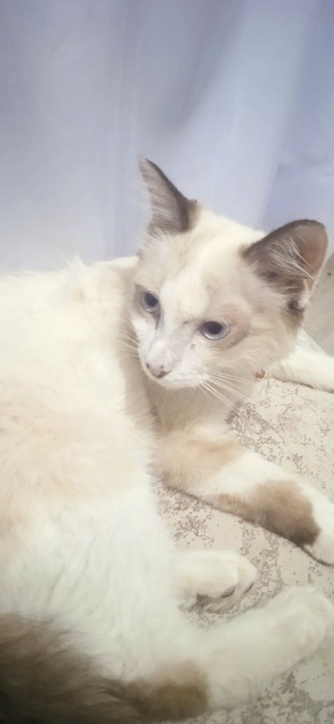 Кошка домашняя мысык