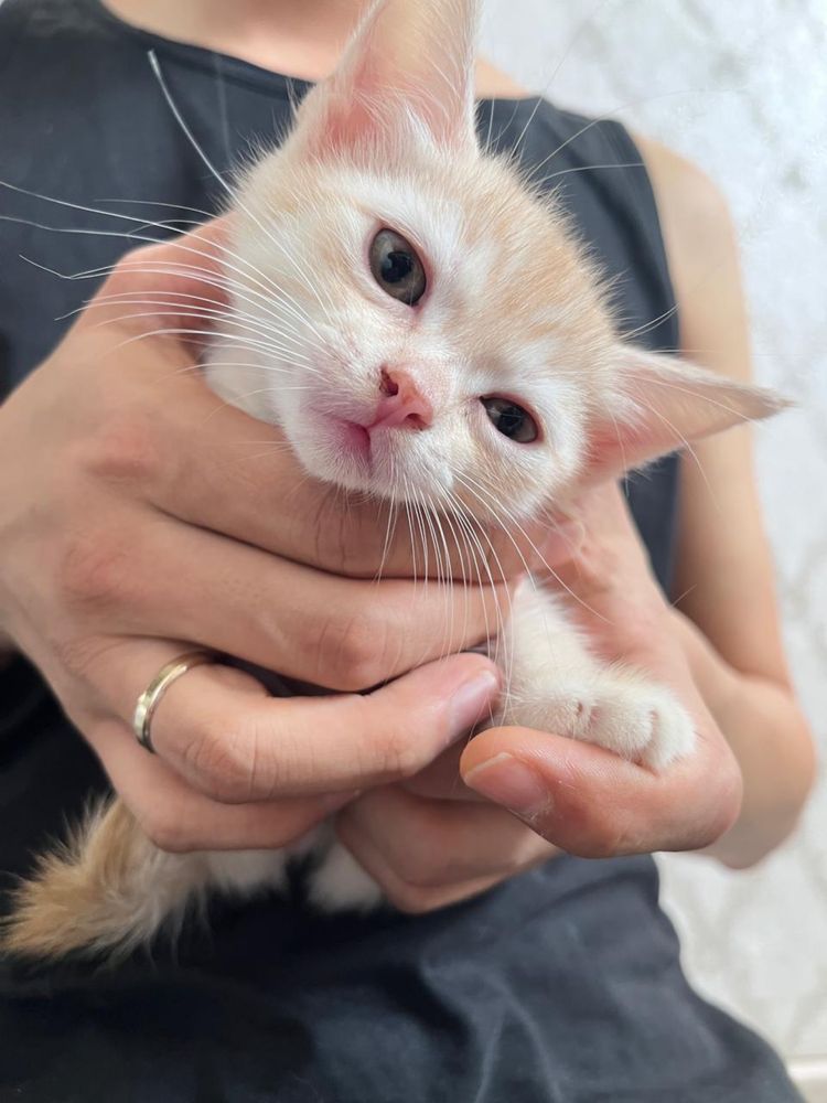 Котята 2 месяца (папа шатлендец-шиншила )