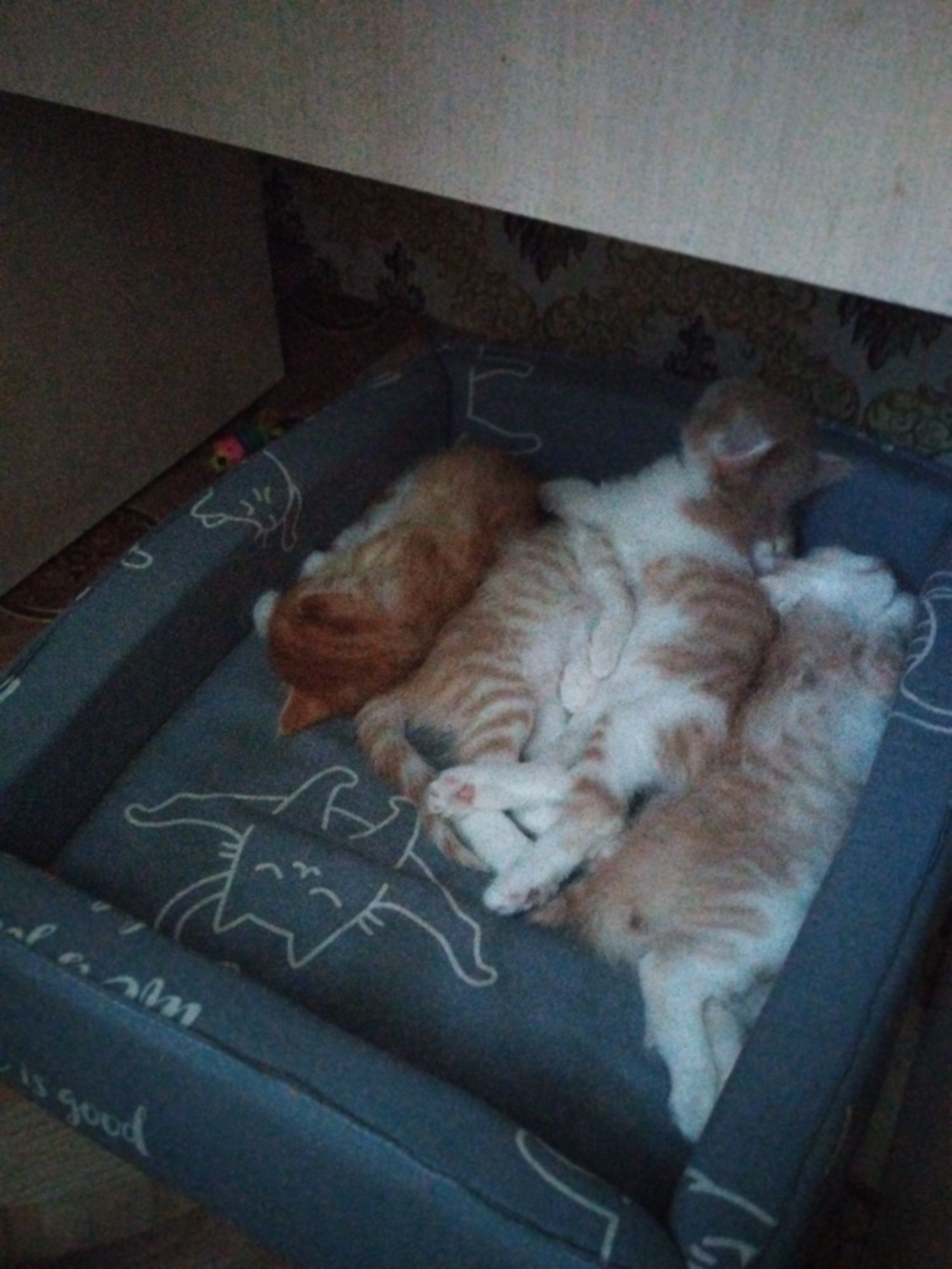 Отдам котят даром маьчеки к лотку приучены кушат всё! То
