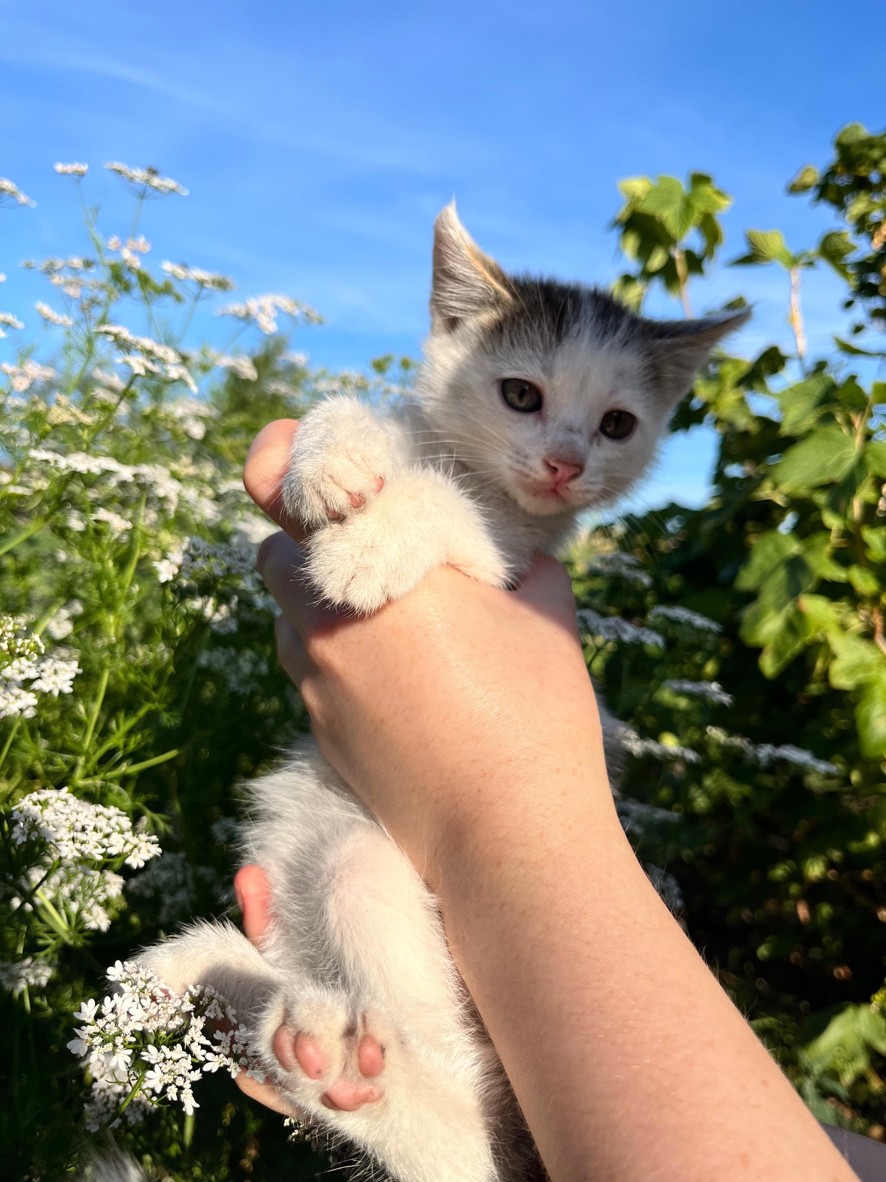 Отдам котят. Мама – сиамская кошка