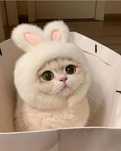 Передержка кошек