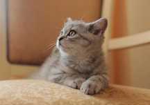 Котенок шотландец прямоухий