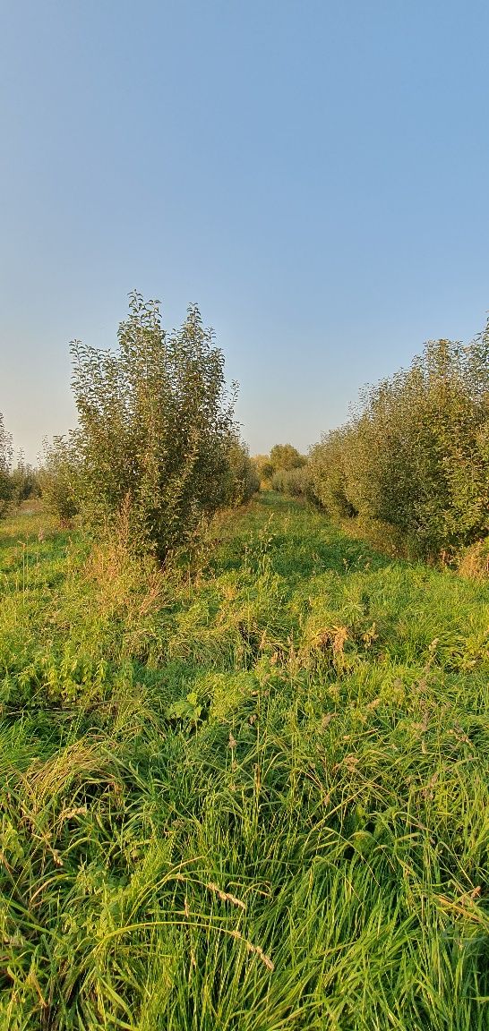 Продам  или сдам в пренду яблоневый сад в г. Есик.