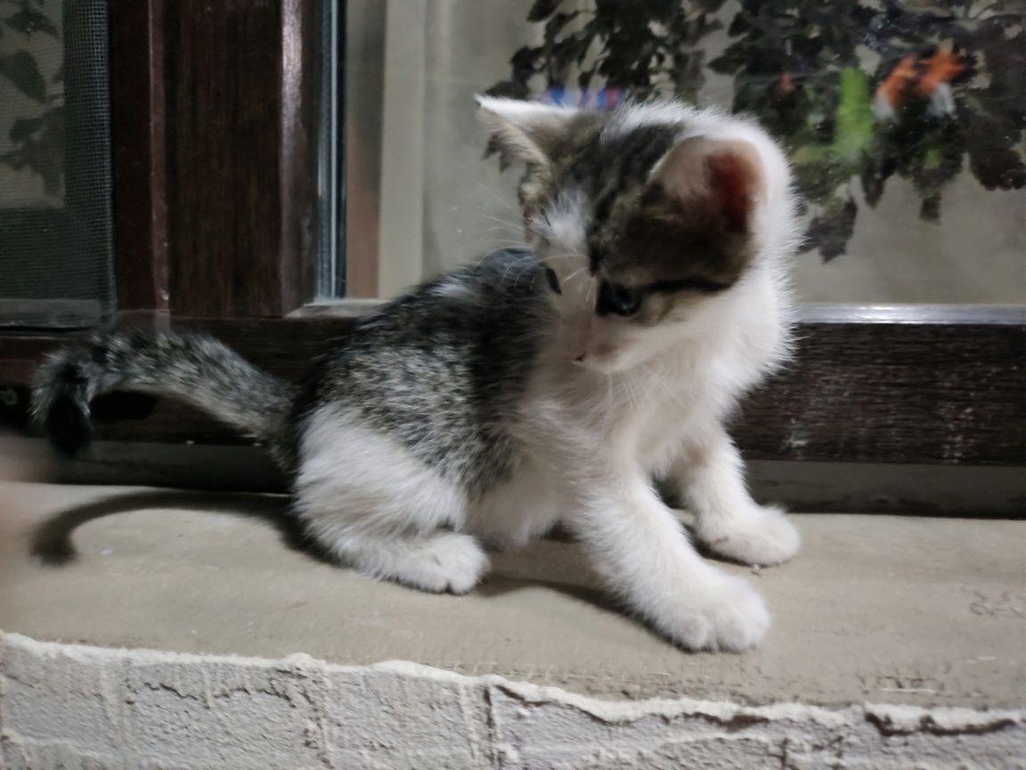 Котенок отдам в добрые руки