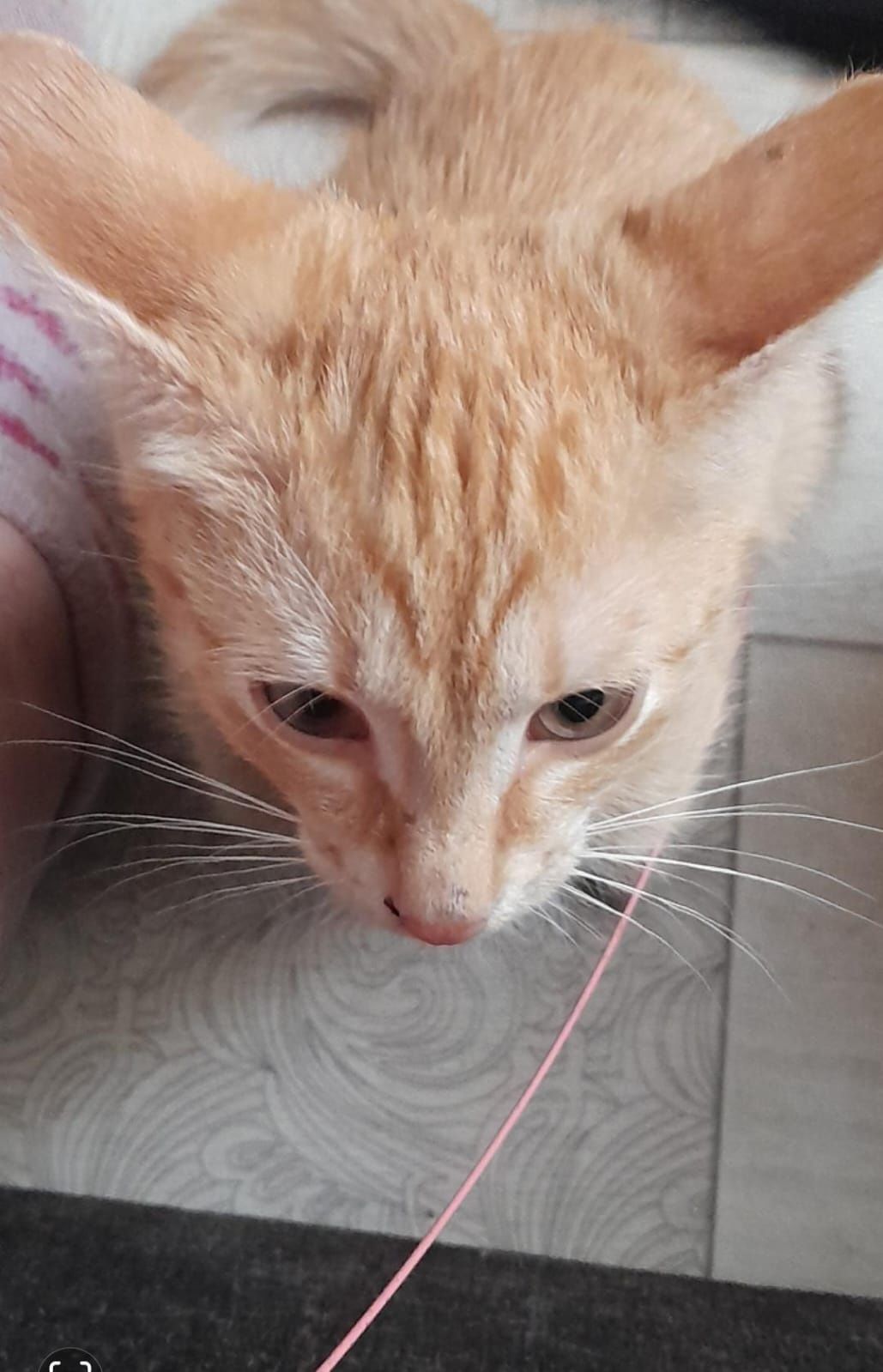Котята мальчики 3 мес