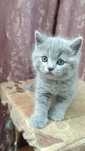 Шотландские котята только мальчики, 1.5 мес