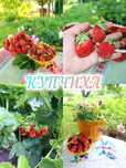 Саженцы клубники, земляники, земклуники