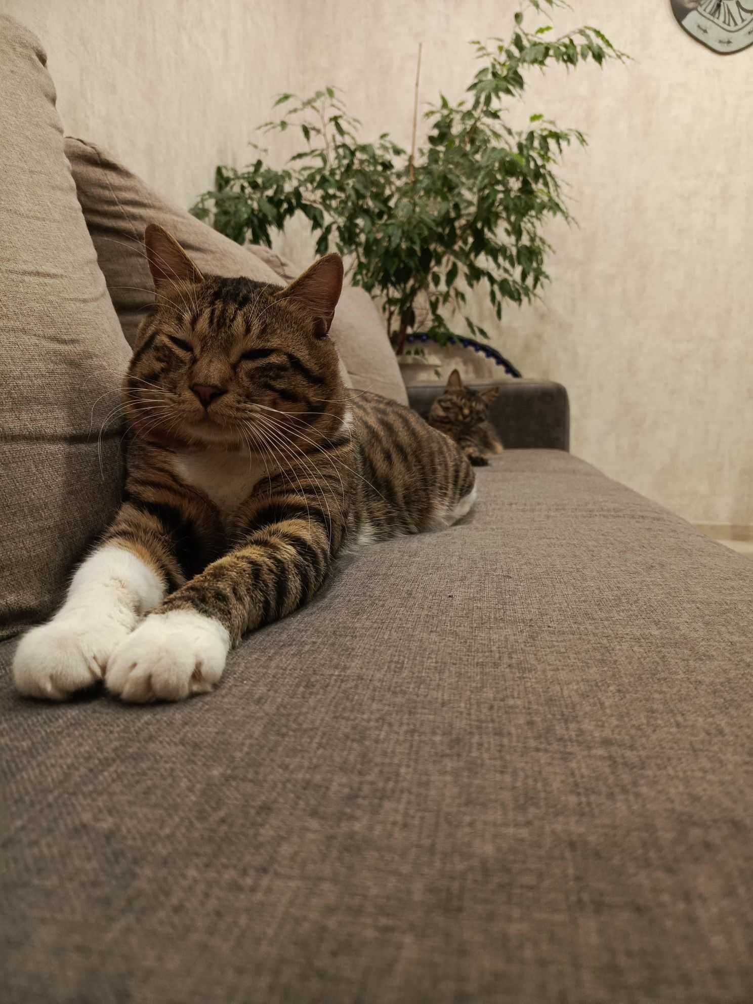 Котята курильского бобтейла