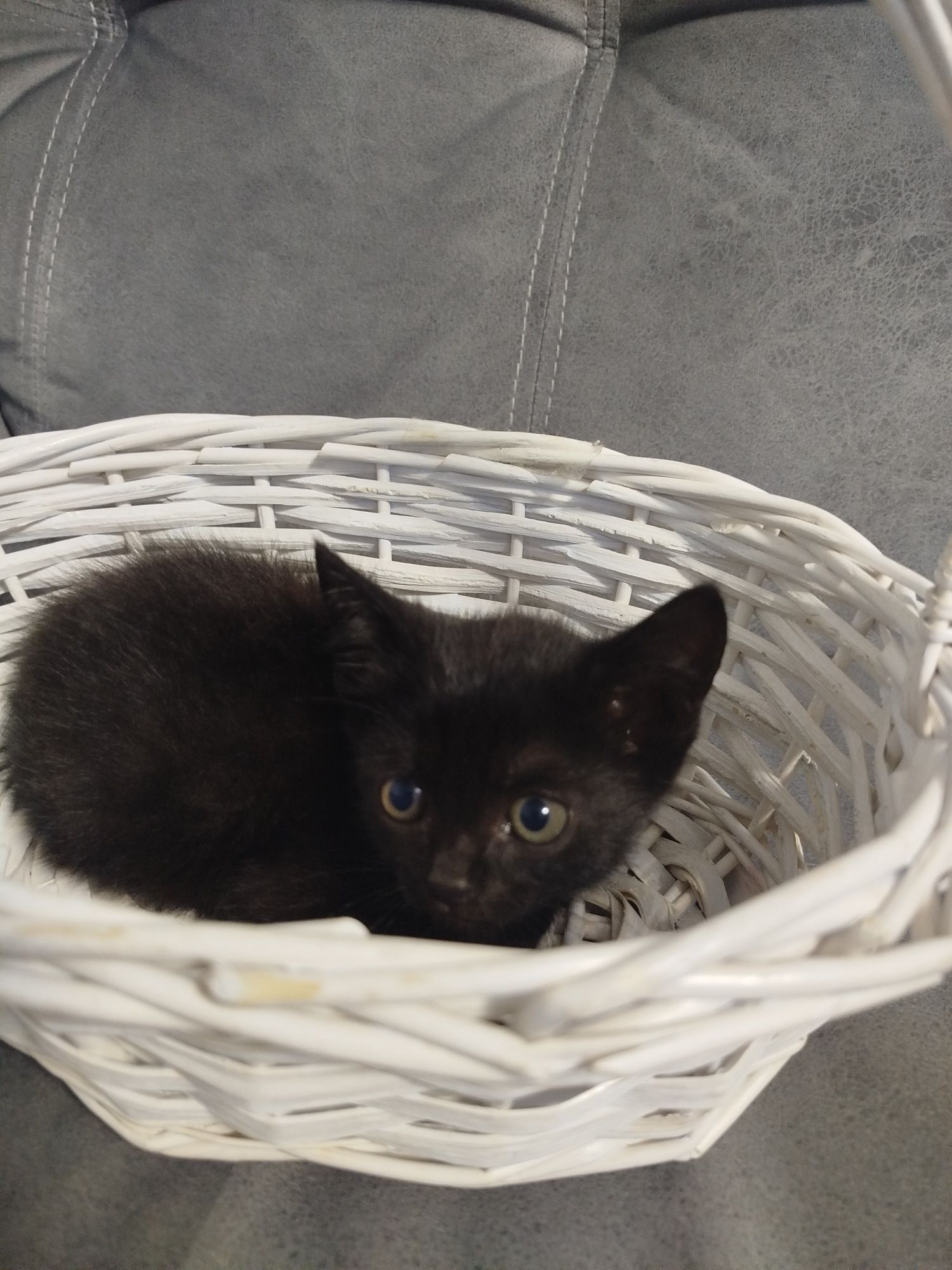 Котята шотландские