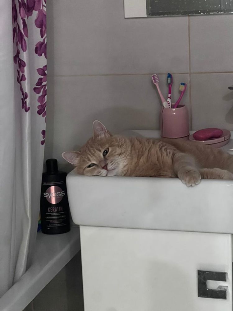 Отдам в хорошие руки кота