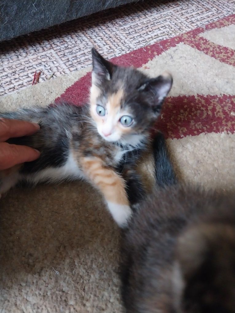 котята 2 месяца отдам бесплатно