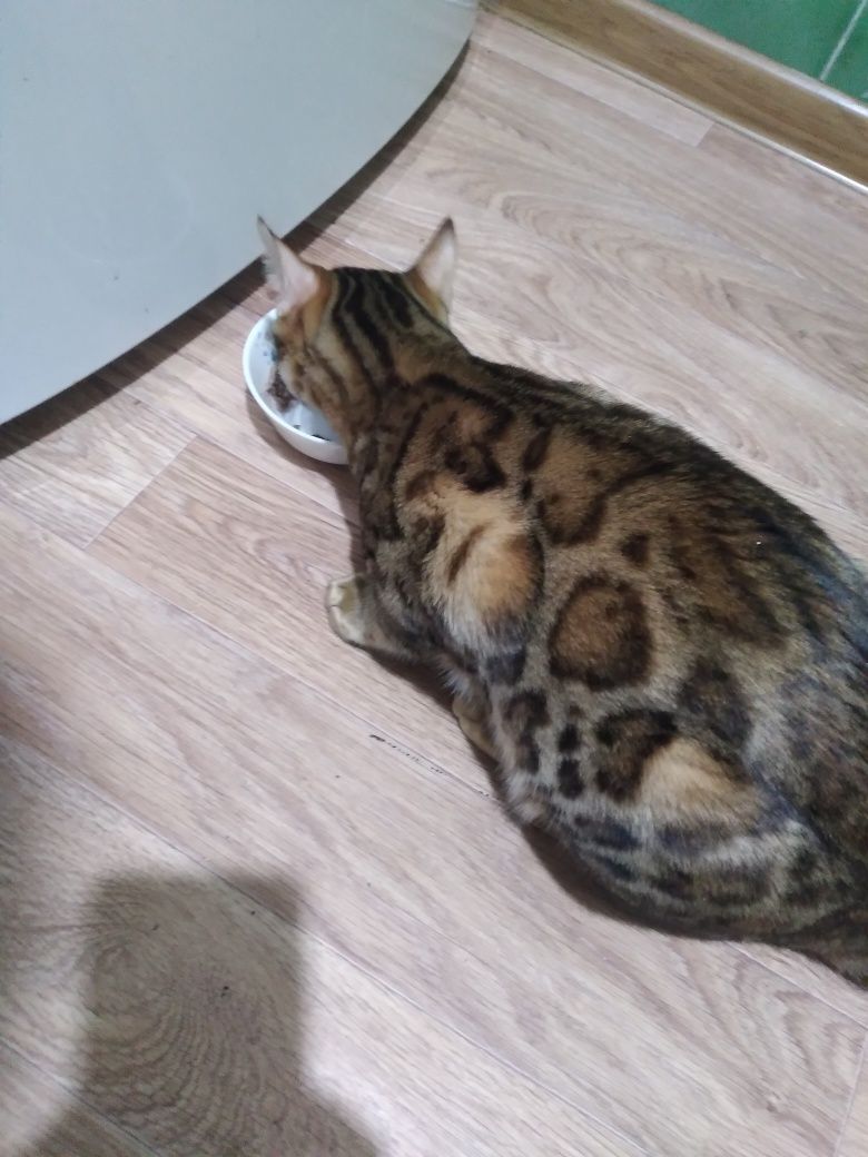 Бенгальские принцы