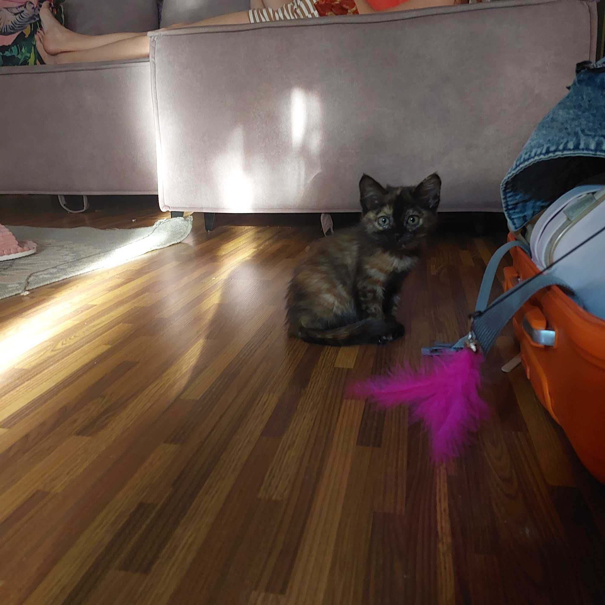 Отдам котенка!!!