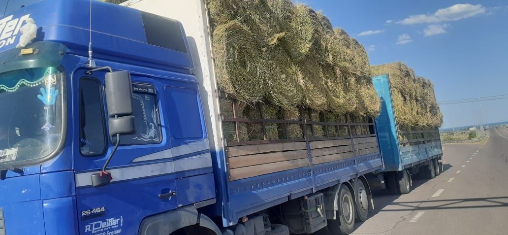 Сено люцерна жоношкп урлон сатамын урлон