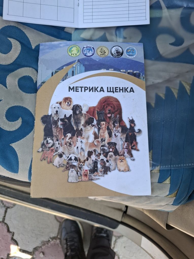 Продам собаку кавказская овшарка 1,5 годика имеется вся документы имее
