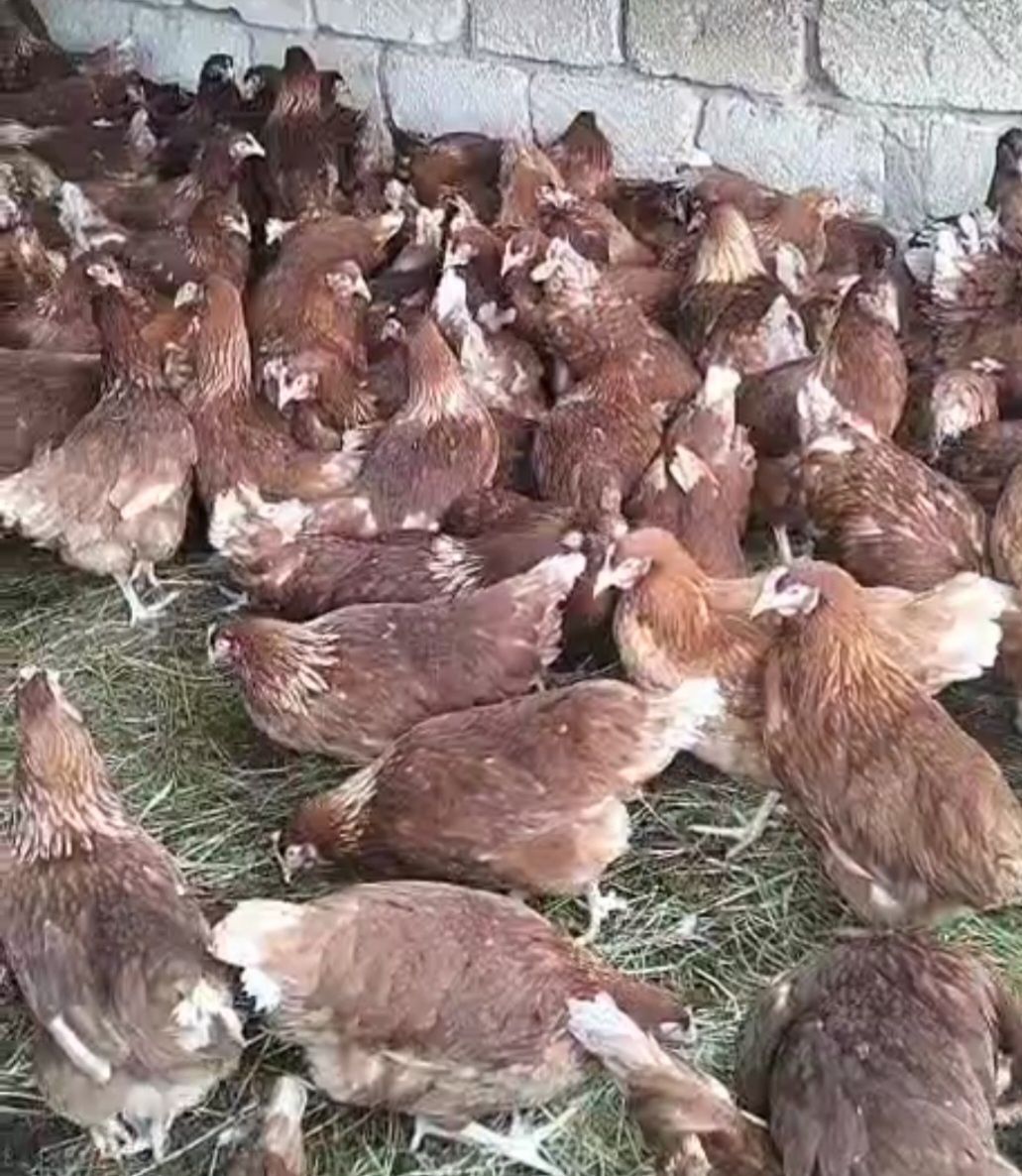 Продам кур несушки бролер
