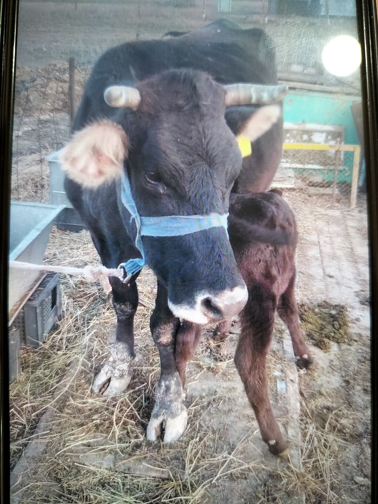 Продам корову с теленком
