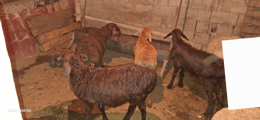 Продам 3матки и 1кочкарик