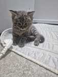 Котята веслоухой кошки и обычного кота