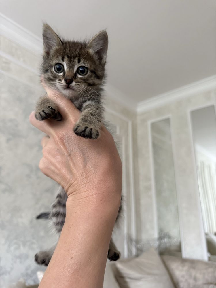 Отдам котят домашних