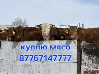 Крс и лошади . Крс и лошади