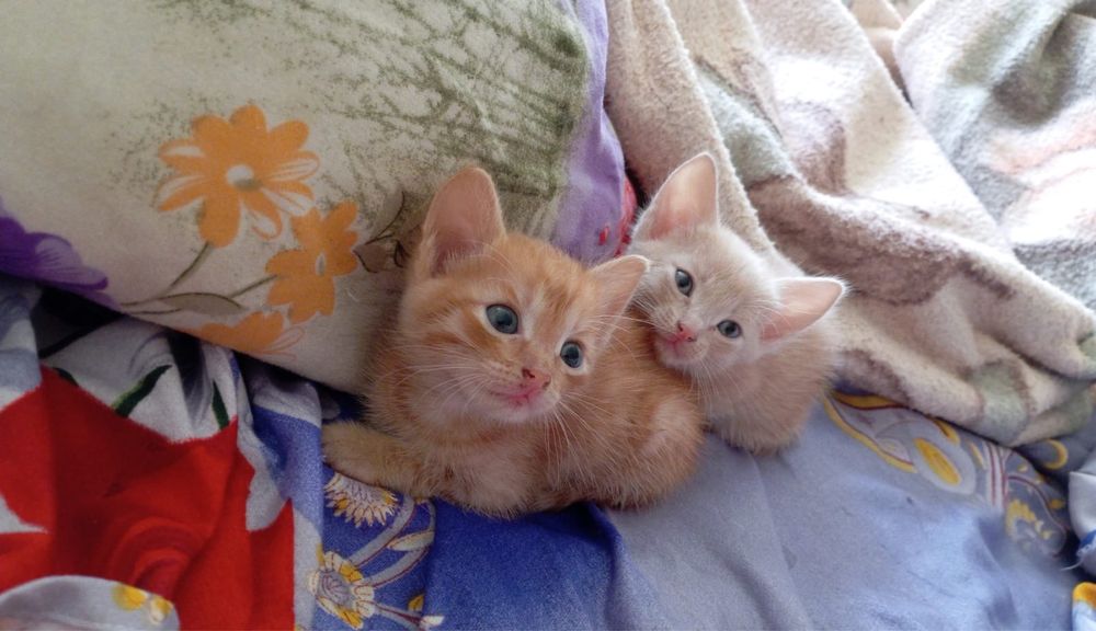 Отдам котят в добрые руки