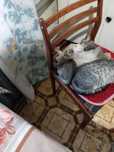 Котят в добрые руки