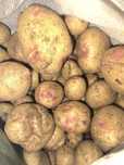 Картошка дачная (молодая)
