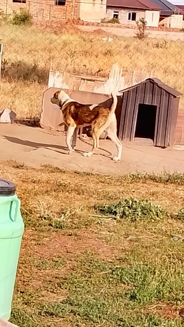 Алабай  сатылады