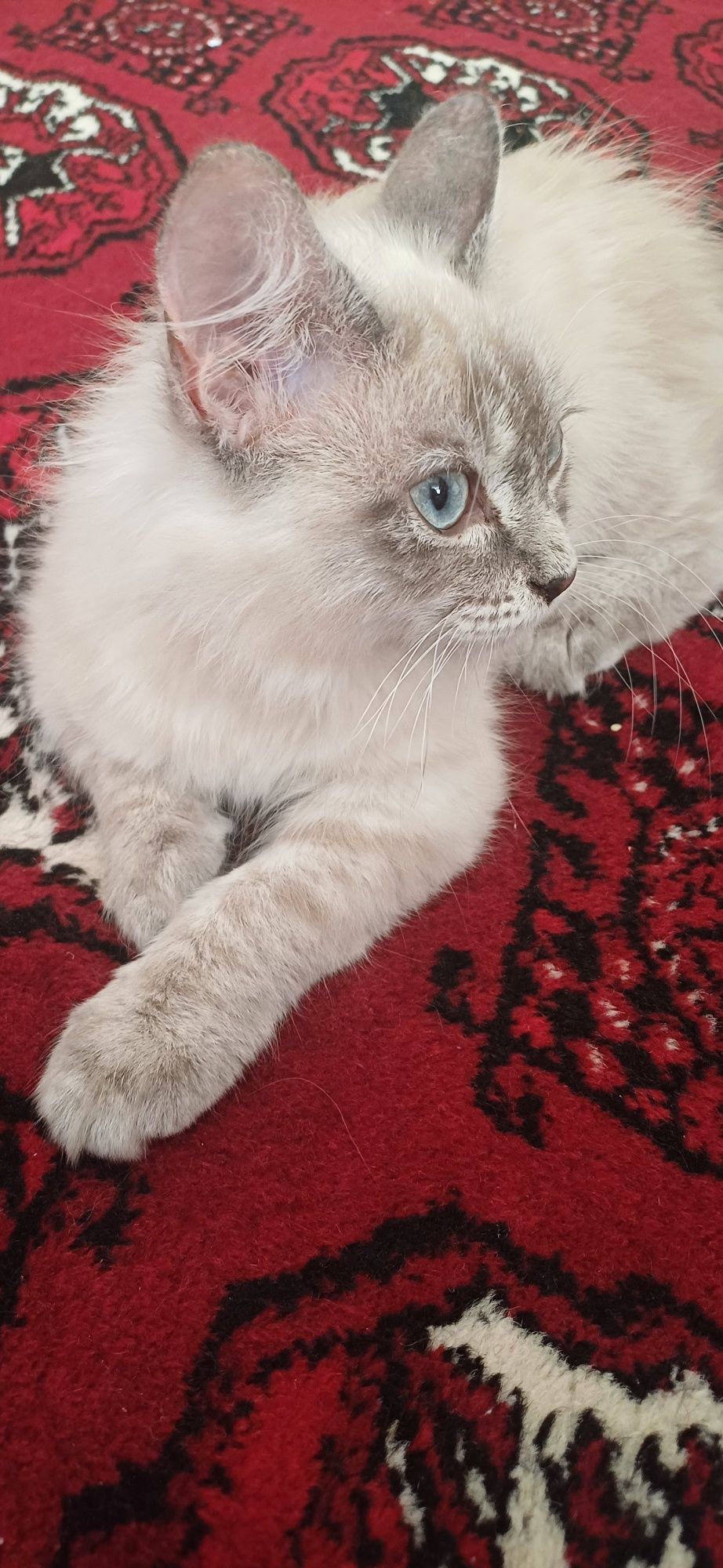 Котенок Регдолл 2.5 месяцев