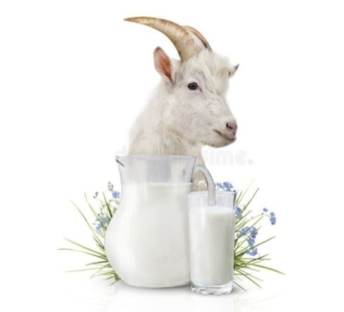 Продам козье молоко домашний