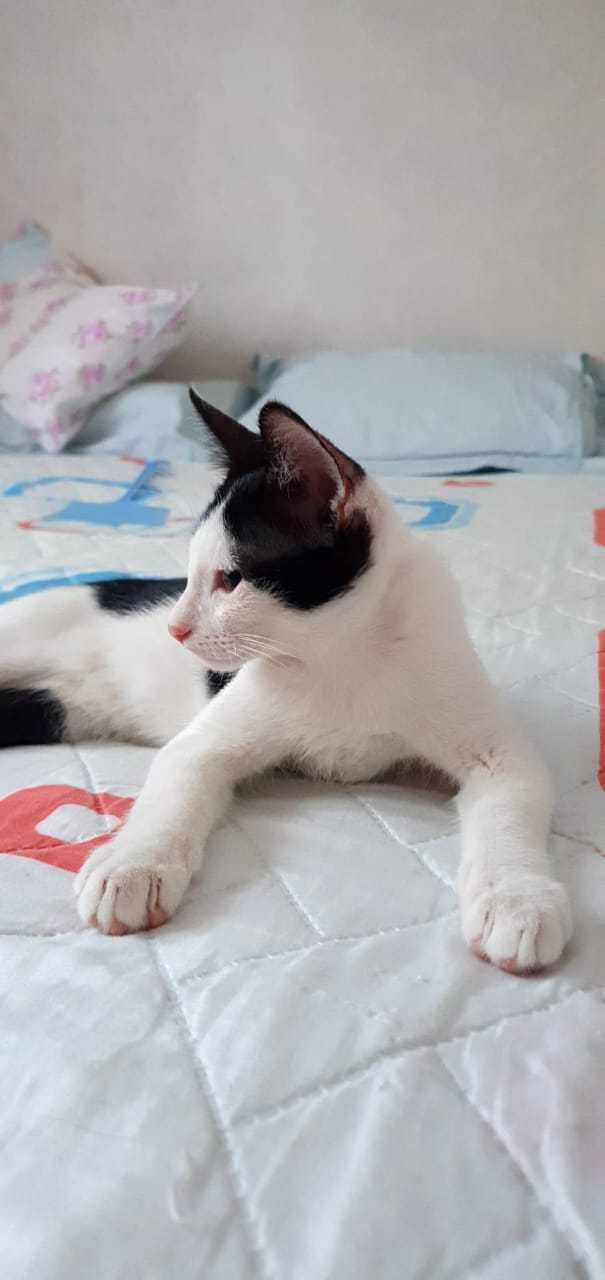 Котята ищут любящую семью