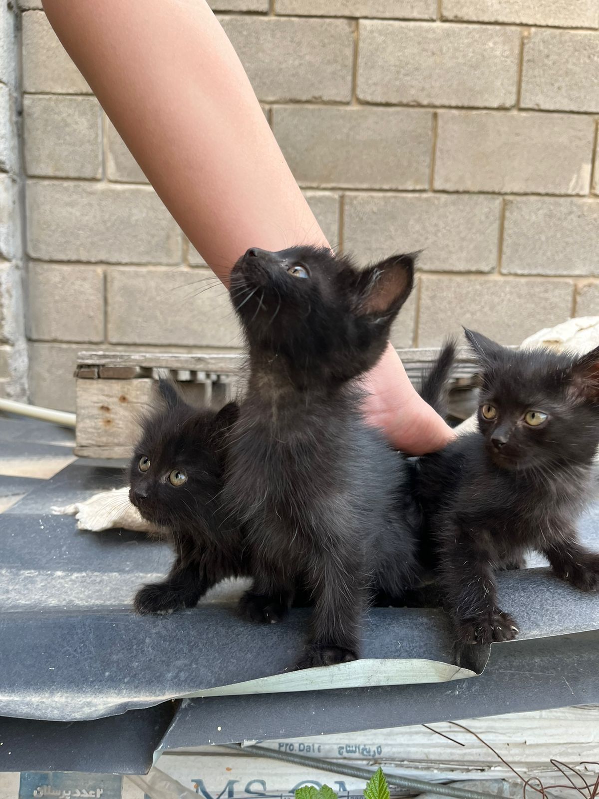 Кошки/котята/домашние животные