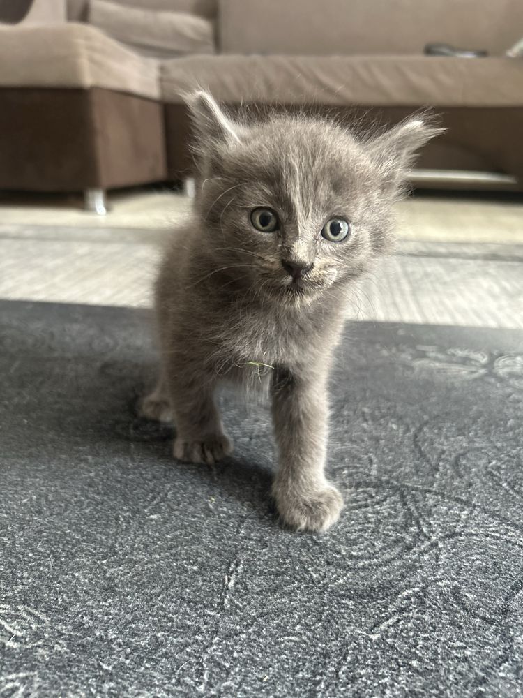 Отдам котят в хорошие добрые руки