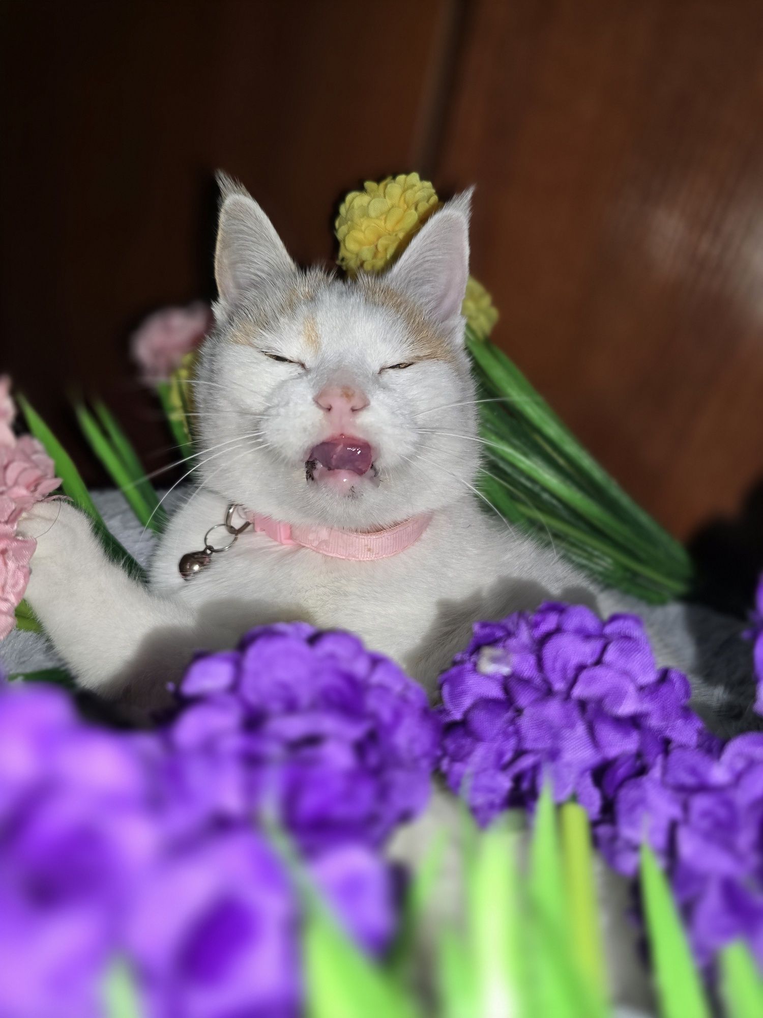 Необычная кошка Снежана