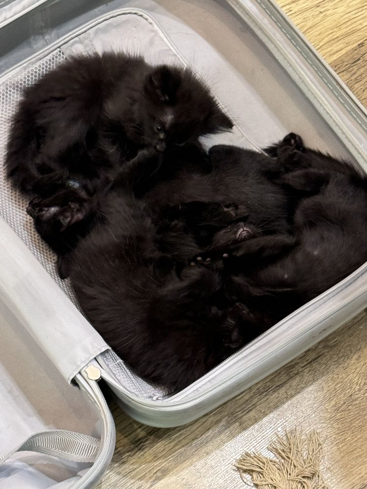 Отлам котят