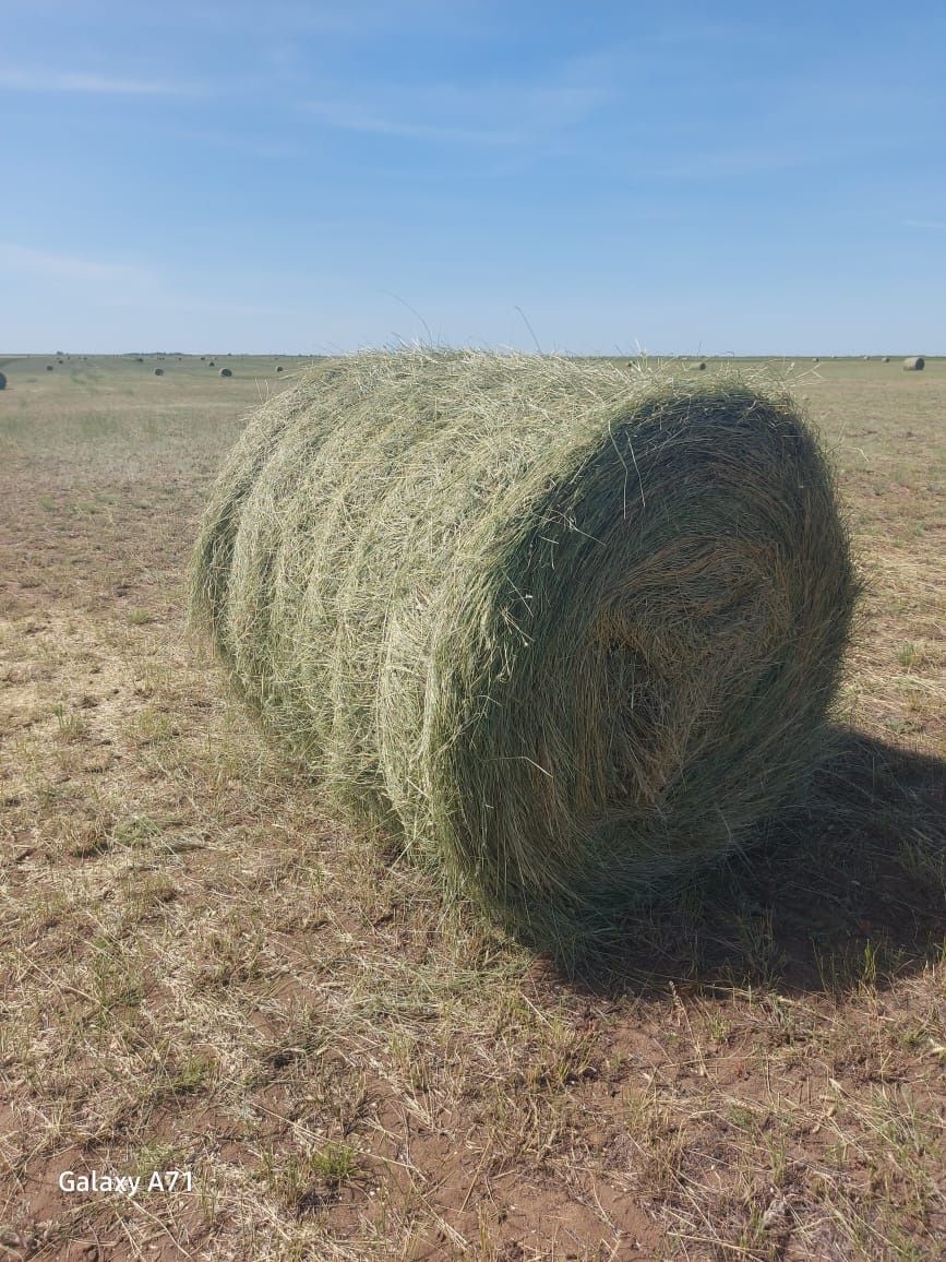 Шөп сатамын. Тюк 15-20 кг 1200тг