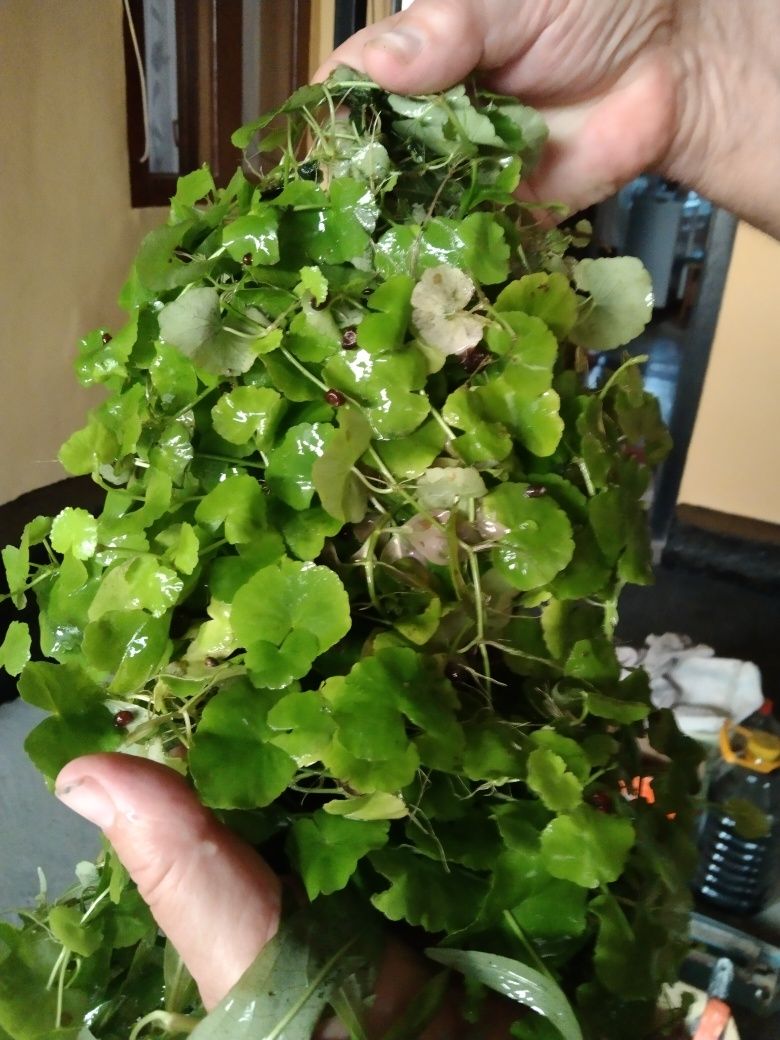 Продам не дорого