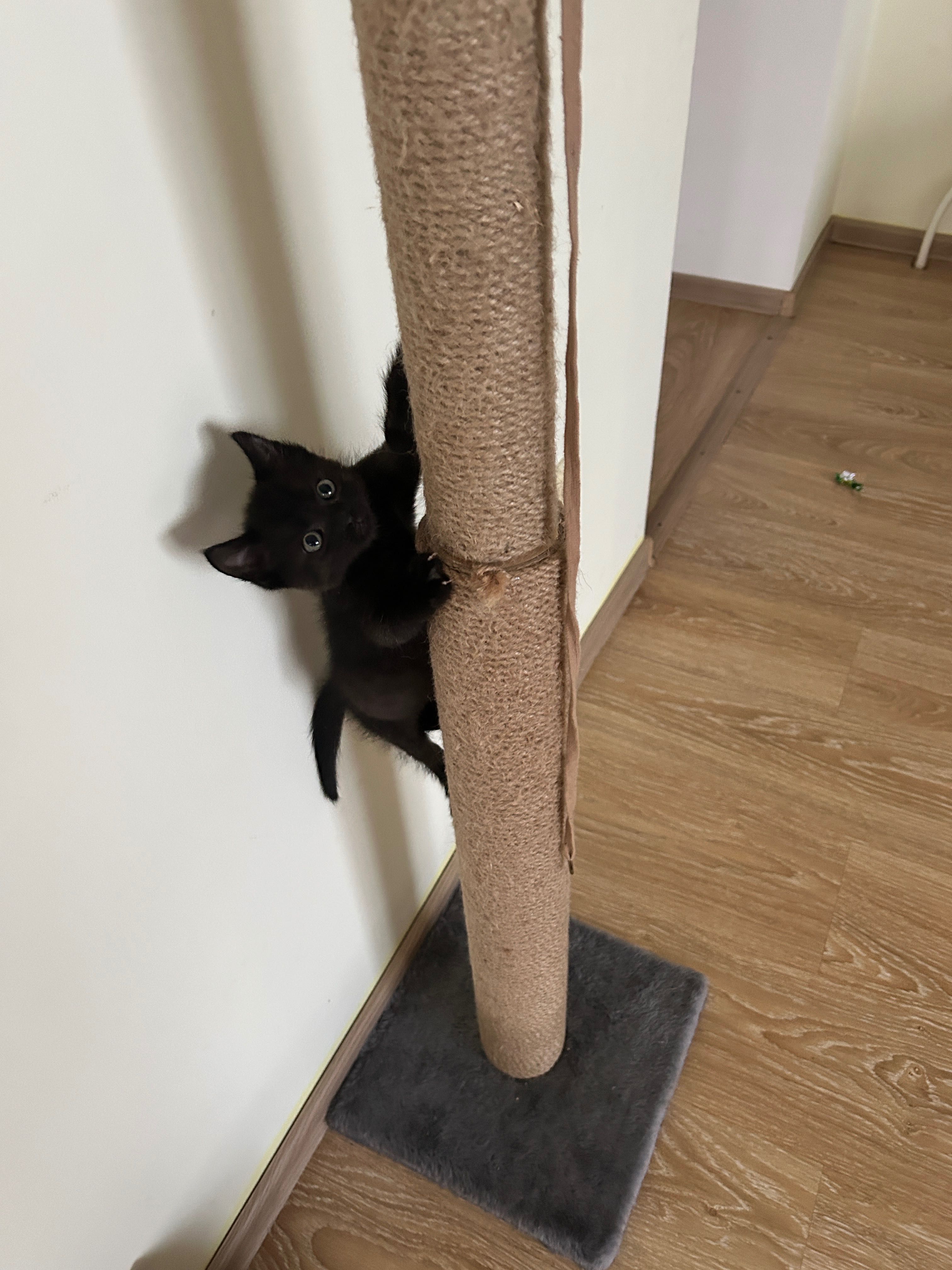 Котята мальчик котенок 2 месяца в добрые руки БЕСПЛАТНО
