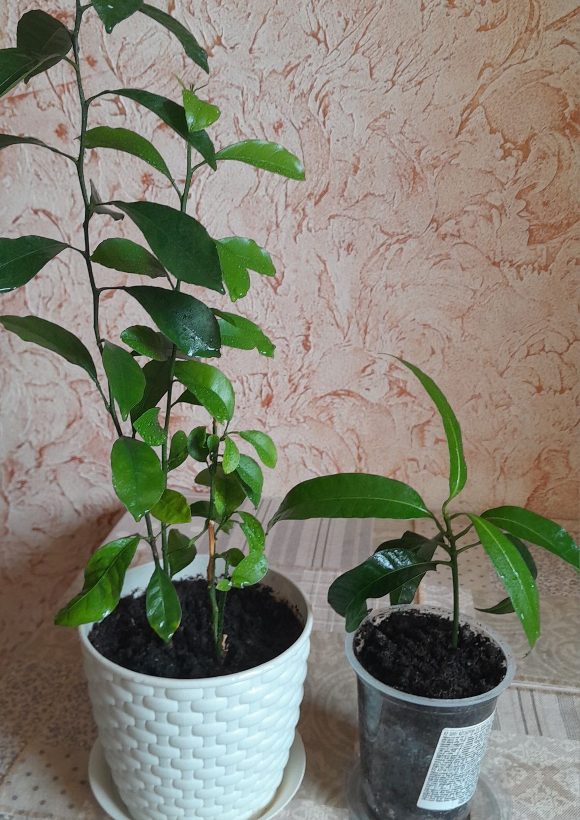 Продам комнатные цветы