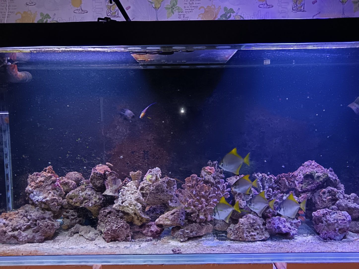 Аквариум морской 1 тонна воды могу продать под пресник отдельно по дог
