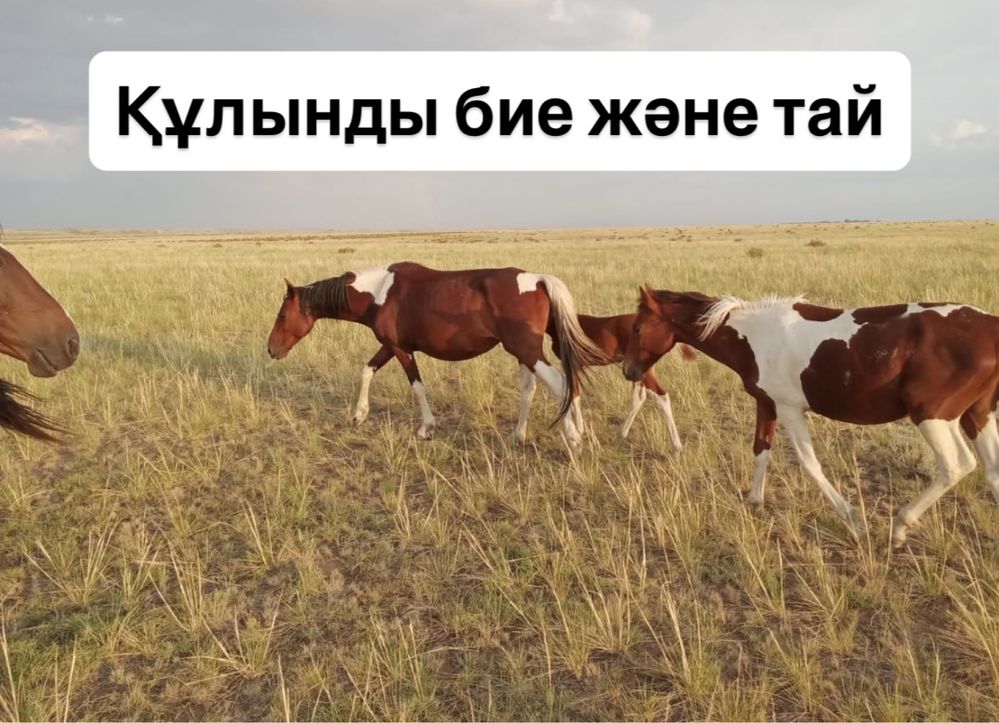 АЙҒЫР, ТАЙ, 2 ҚҰЛЫНДЫ БИЕЛЕР! Цена договорная