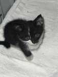 Котенок ищет дом