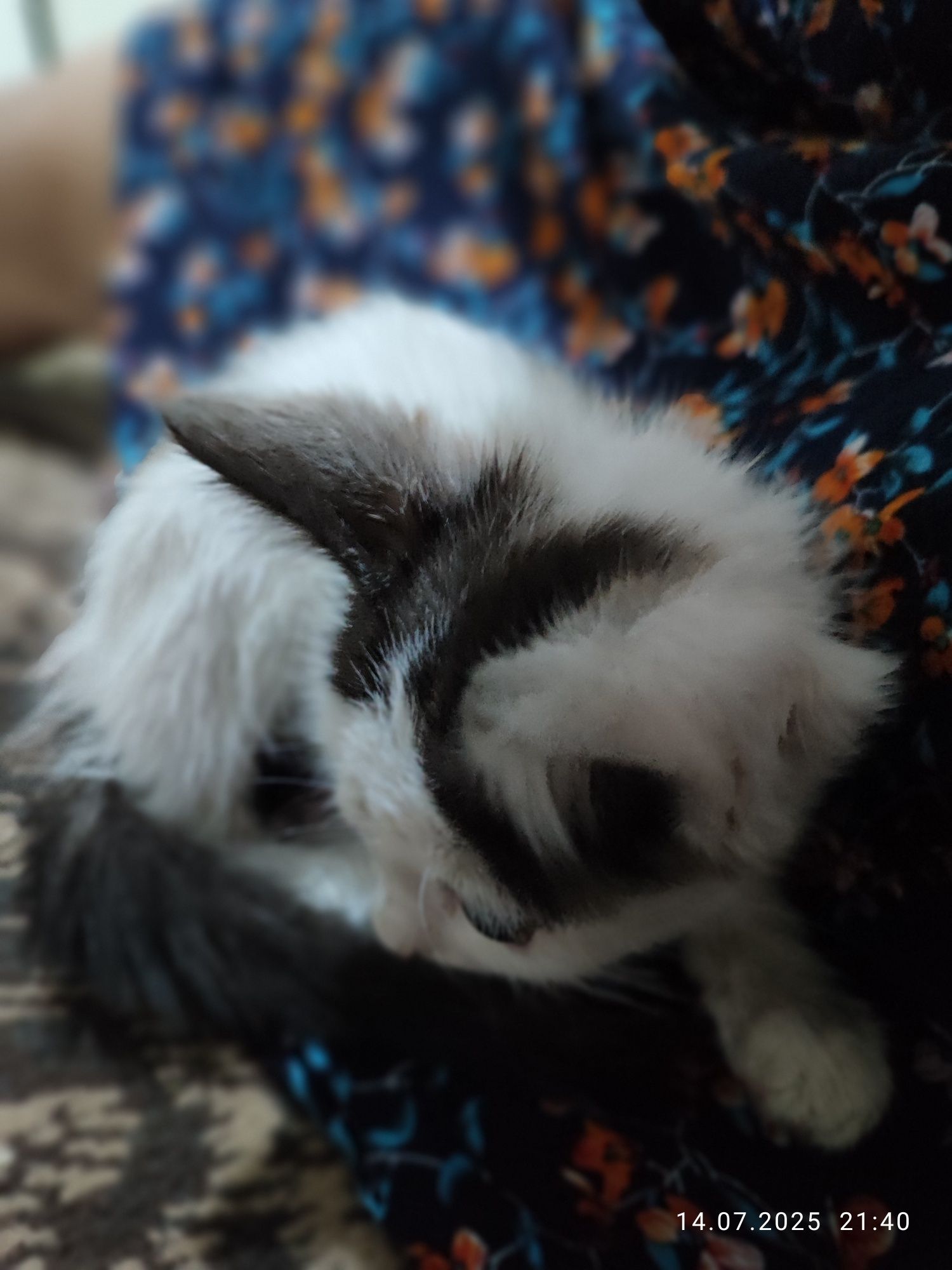 Отдам котенка в добрые руки