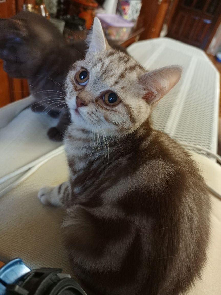 Котята шотландцы