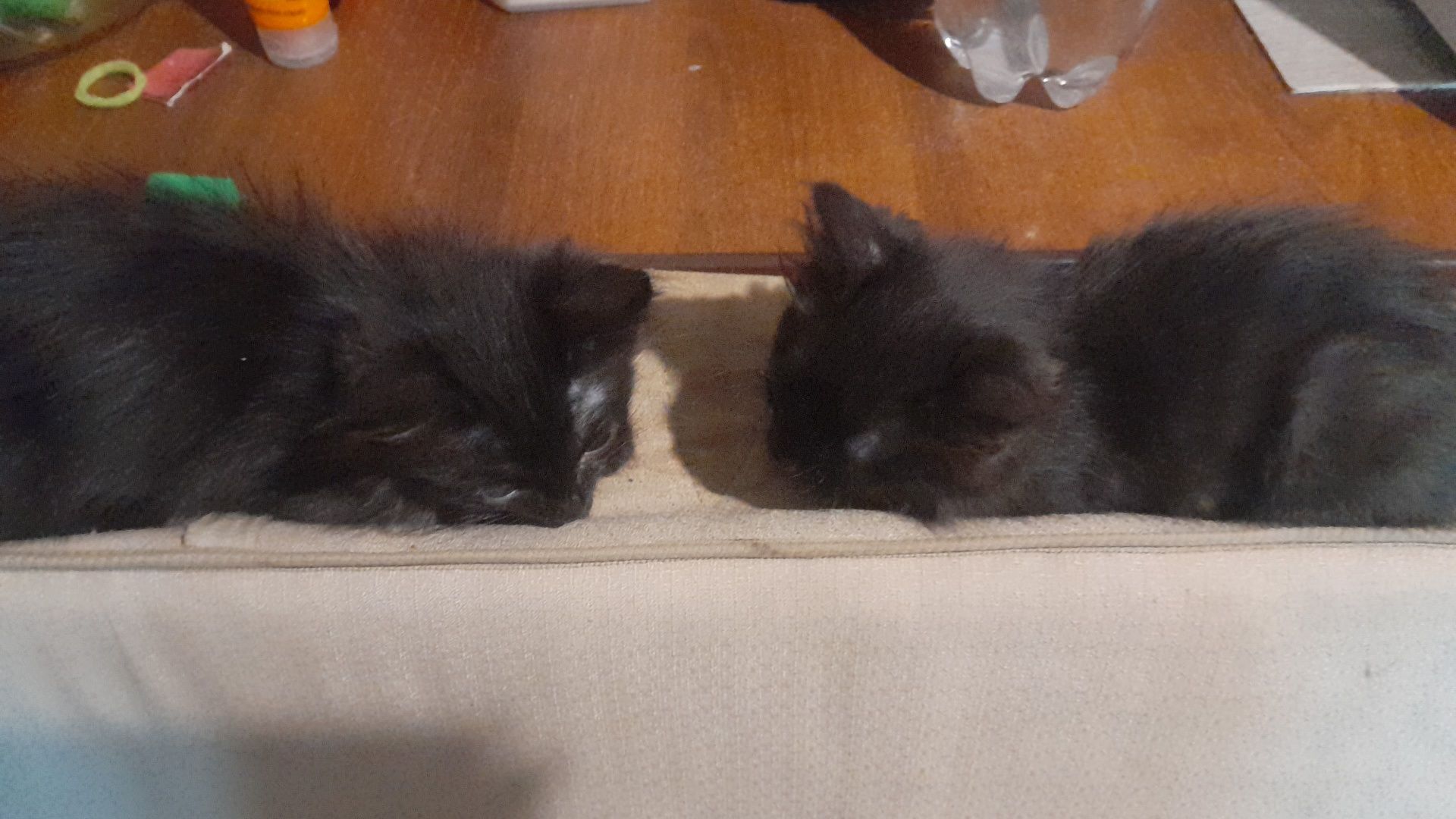Котята от йорской кошки с воротничком.Писать на ВТЦ!