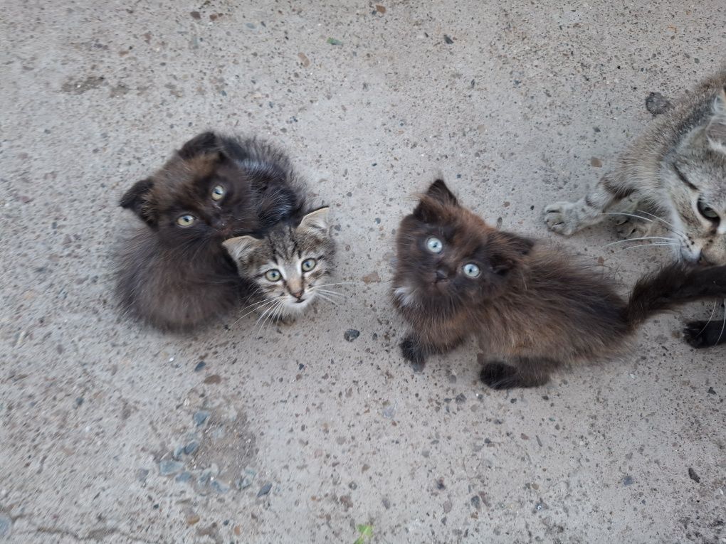Котята в добрые руки