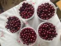 Продам вишню домашнюю