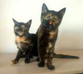 Кошка котенок мысық БЕСПЛАТНО