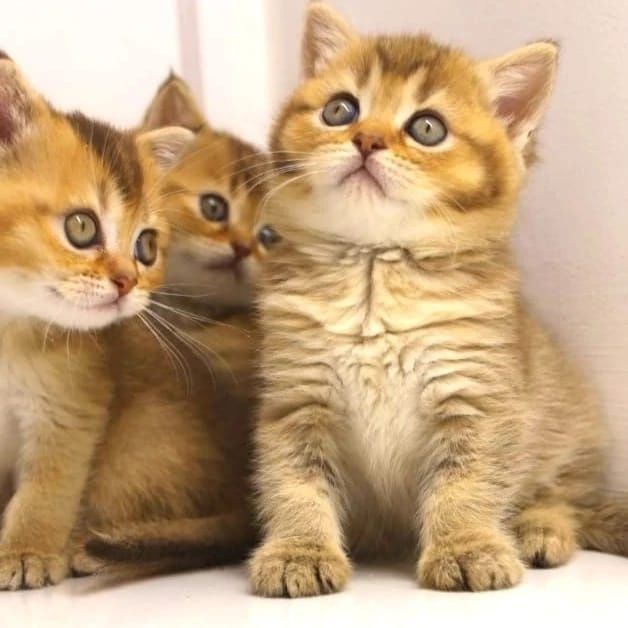 БритАнскКие коТятА